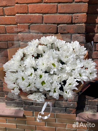 Хризантема