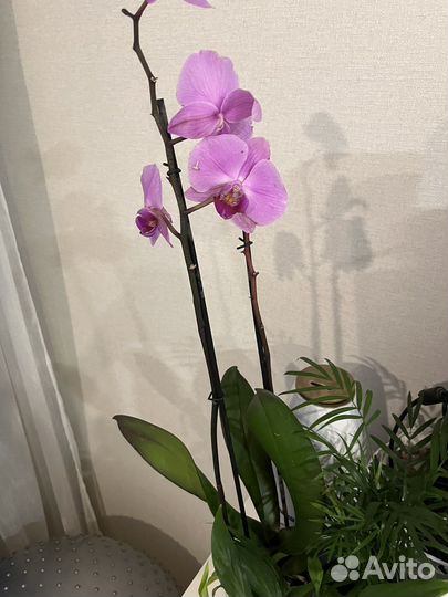 Орхидея фаленопсис