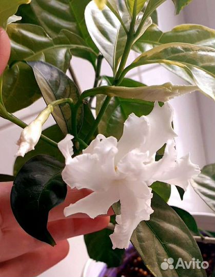 Брейния снежная