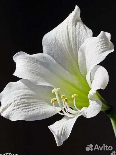 Комнатных цветы: нерине боудена и др. Цветы