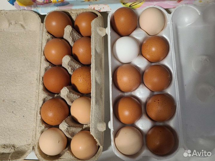 Домашние куриные яйца