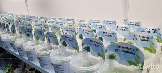 Аквариумные живые растения большой выбор