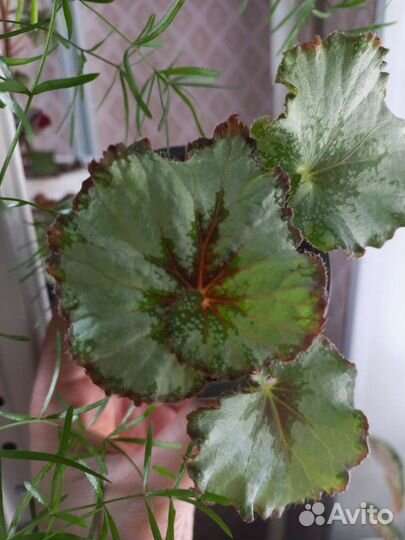 Бегония декоративно лиственная