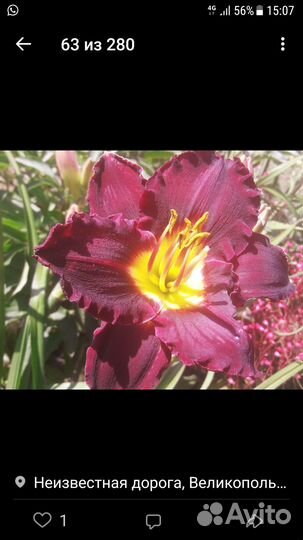 Bela Lugosi лилейник