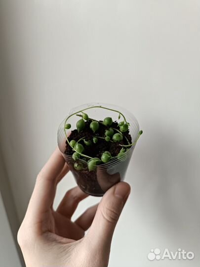 Крестовник Роули и Геррейна