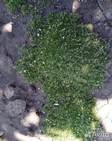 Продаю многолетние растения