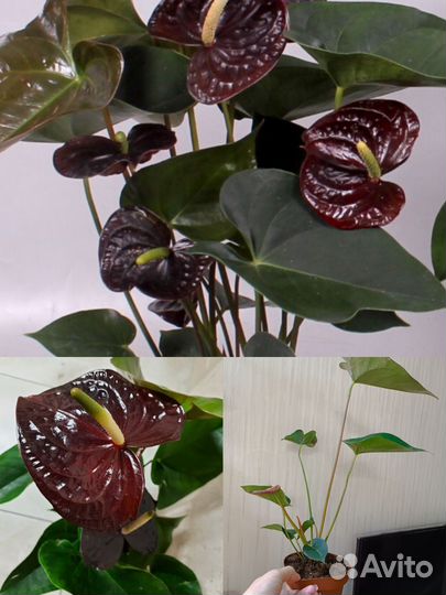 Антуриум домашние кусты разных сортов