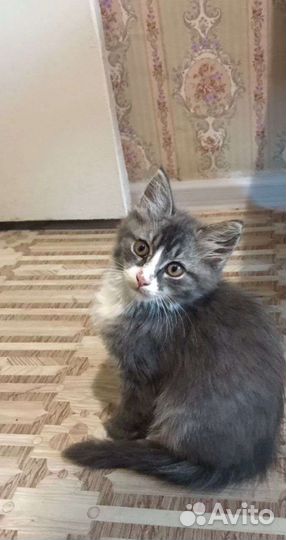 Очаровательный котёнок в добрые руки