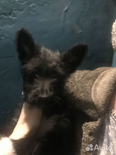 Отдадим щенков