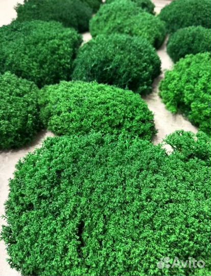 Сочный стабилизированный мох для кашпо