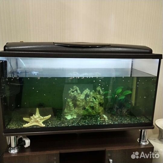 Аквариумные рыбки и растения