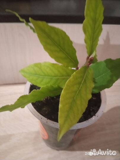 Отросток лаврового листа