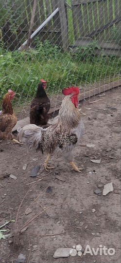 Петухи домашние