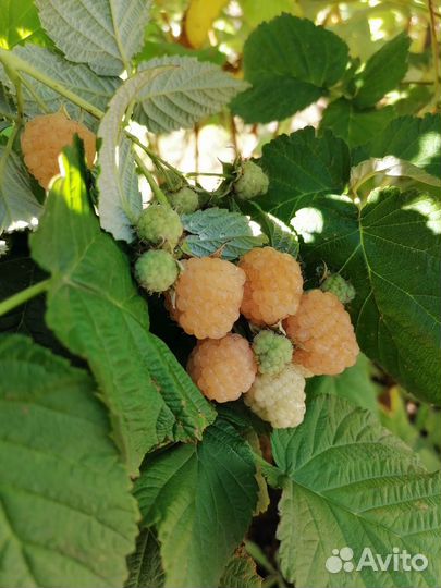 Ремонтантная желтая малина