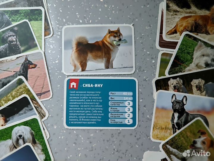 Карточки собаки