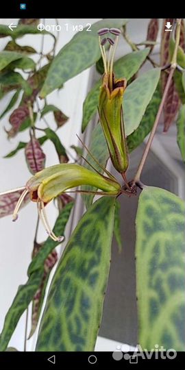 Мурайя, Эсхинантусы