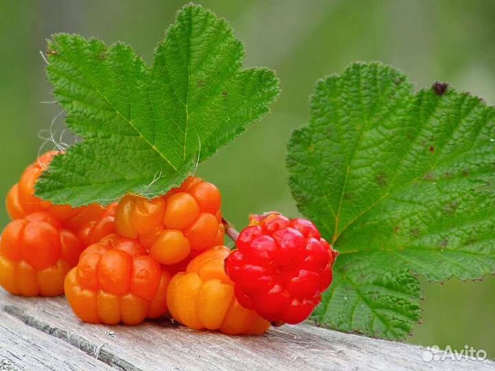 Замороженное пюре Морошка 1кг