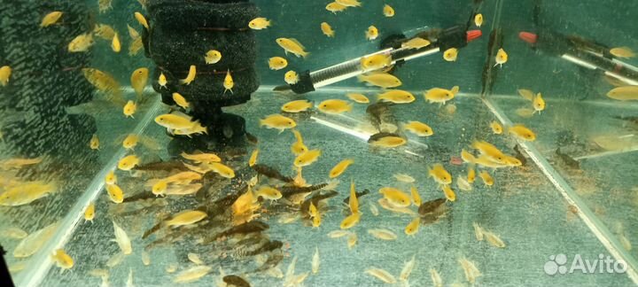 Лабидохромис Еллоу, аулонокара Кобуе