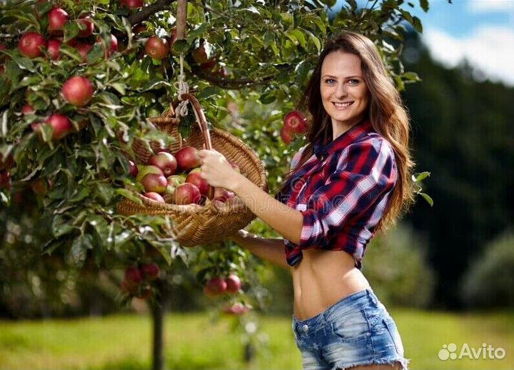 Сборщик яблок. Вахта