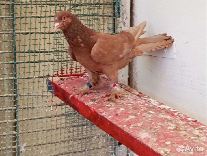 Бакинские широкохвостые бойные голуби