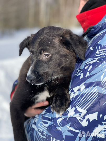 Щенок в добрые руки бесплатно