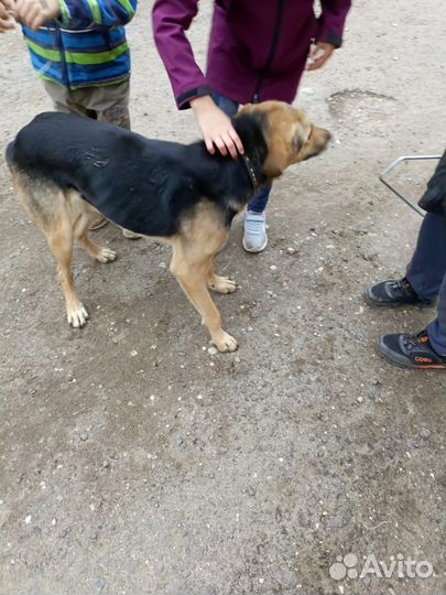 Несчастный песель