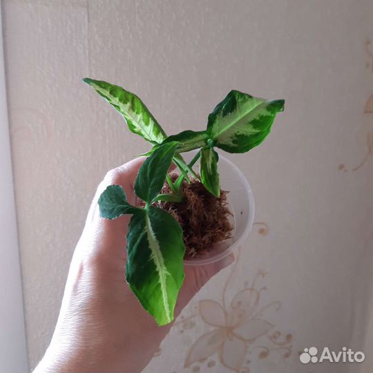 Комнатные растения