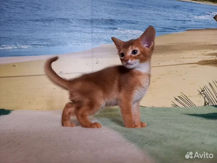 Абиссинская