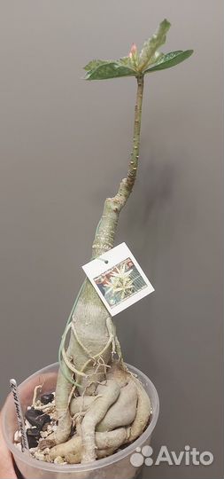 Адениум вариегатный