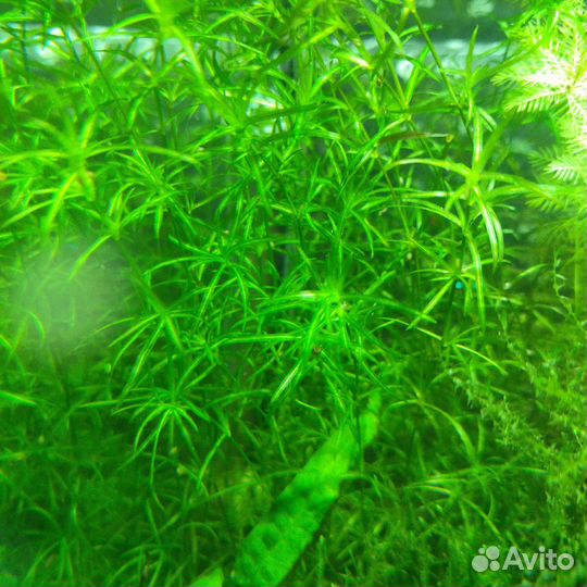 Аквариумные растения прополка