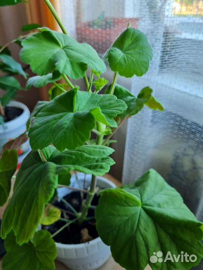 Пеларгония герань красная махровая