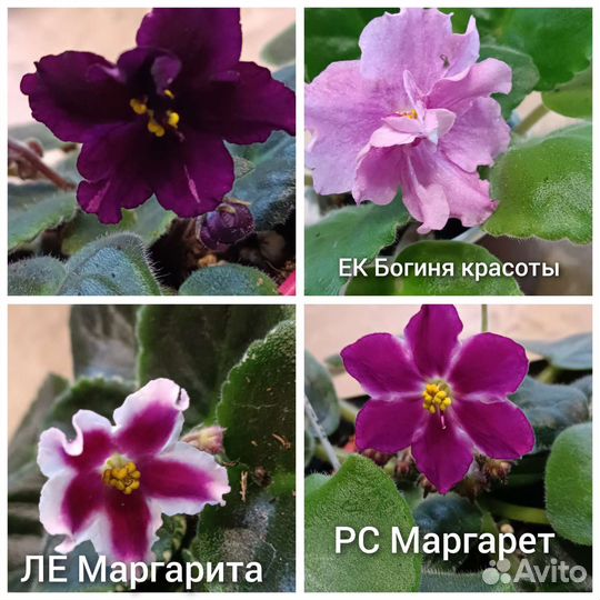 Фиалка (много сортов)