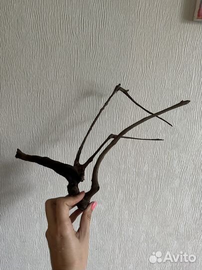 Коряги для аквариума