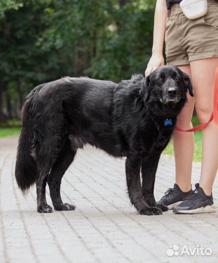 Ласковый мишка