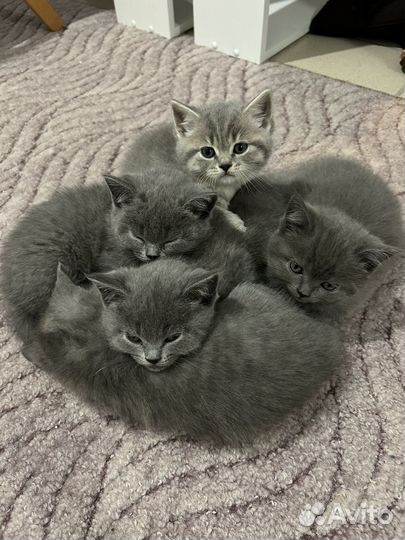 Британские котята