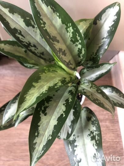 Продам излишки своих растений