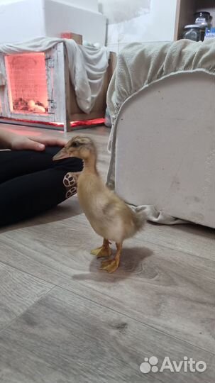 Индийский бегунок/ куриные инкубационное я