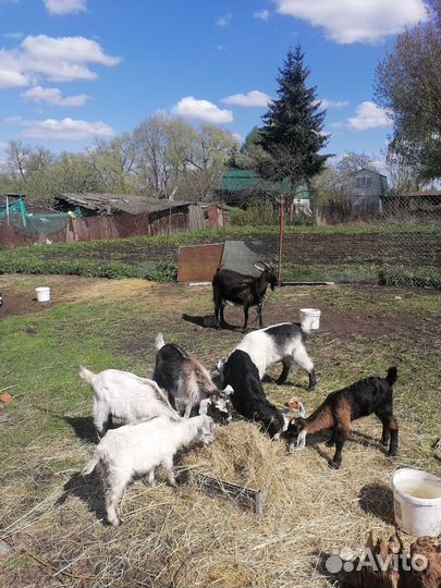 Козёл икозлята