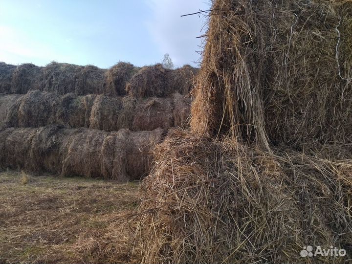 Продаю сено 2023г