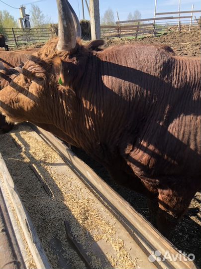 Мясо говядина домашняя