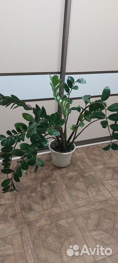 Замиокулькас