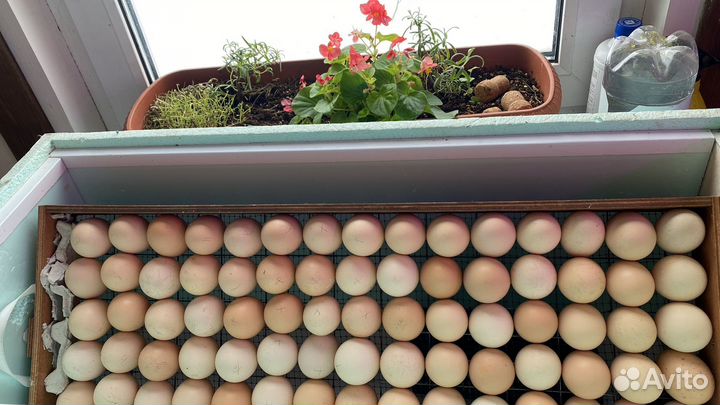 Инкубационное яйцо брессгальской породы