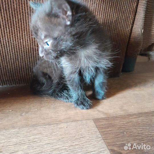 Кошка в дар