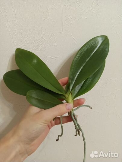 Орхидея Джулия, Black Pearl