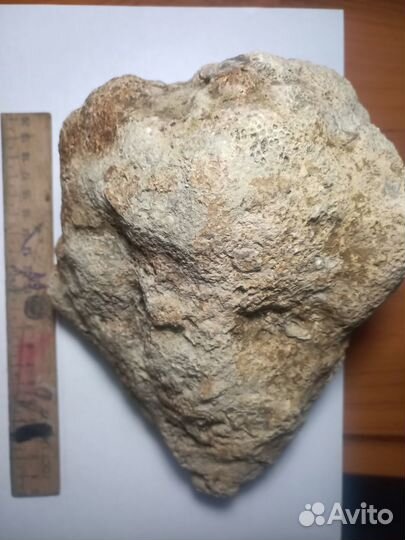 Окаменевший коралл