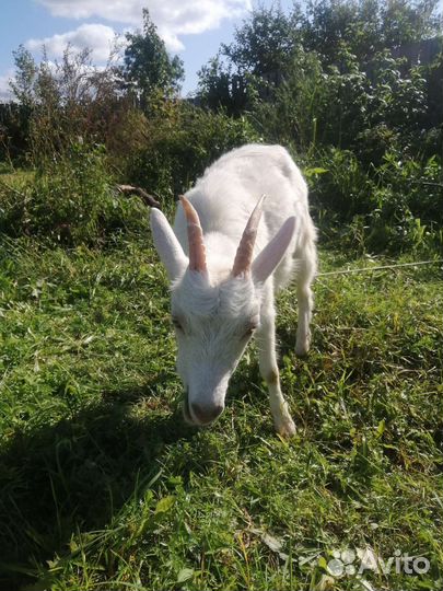 Нубийские козы