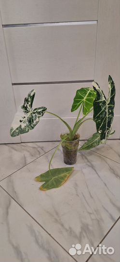 Алоказия Мишольтца Фрайдек Вариегатная