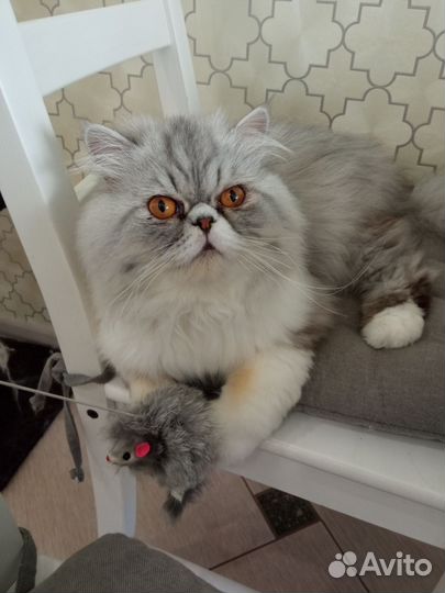 Перс экзот вязка