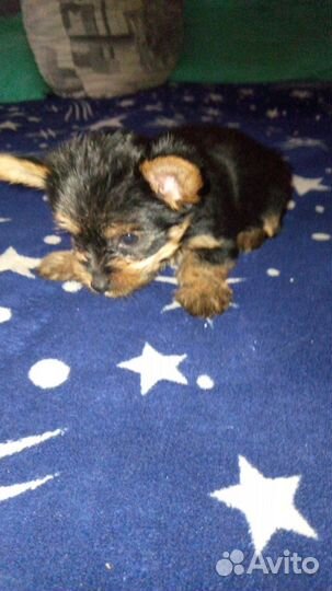 Йоркширский терьер щенки