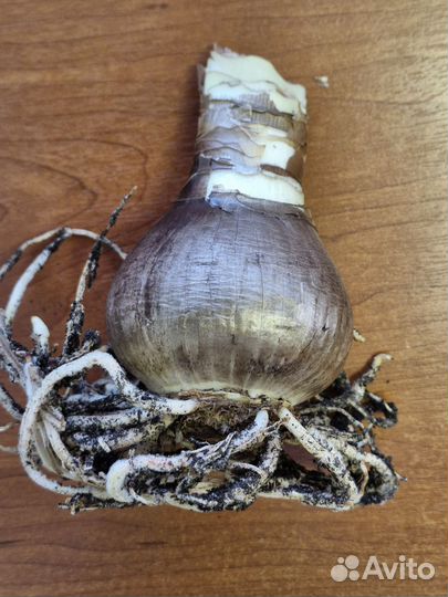 Гиппеаструм